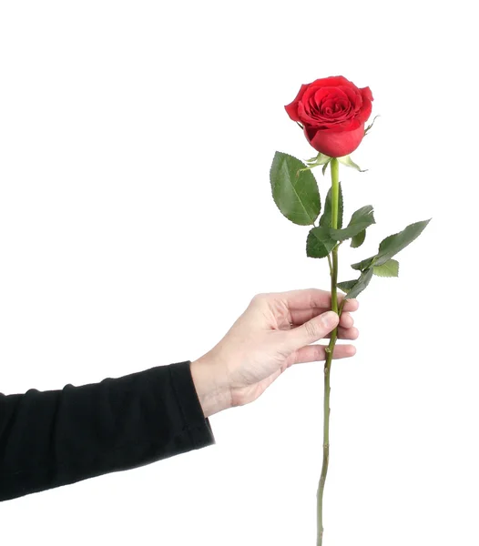Κόκκινο τριαντάφυλλο στο χέρι της γυναίκας — Φωτογραφία Αρχείου