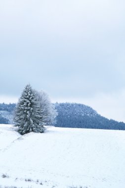 polan pasterka köyü yakınlarında manzara