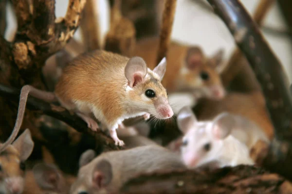 stock image African, desert thorny mouse ( Acomys ca