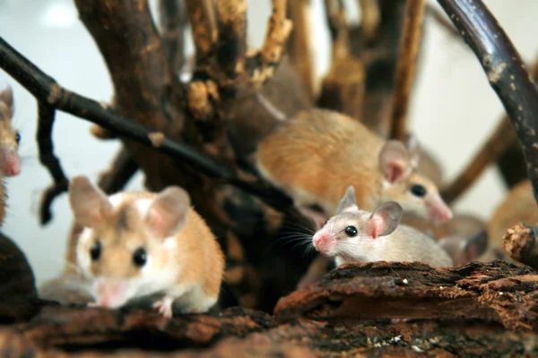 stock image African, desert thorny mouse ( Acomys ca