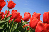 Vörös tulipán? Holland ország