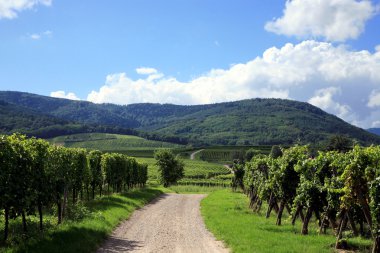 bağ alsace - Fransa