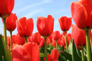 Red tulips – Dutch country clipart