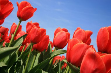 Red tulips – Dutch country clipart