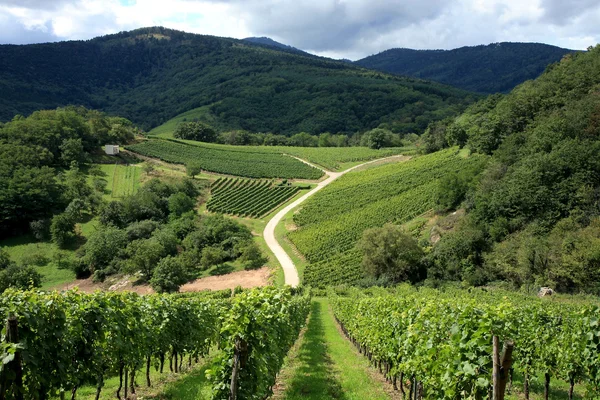 Виноградник в Эльзасе - Франция, Вогес — стоковое фото