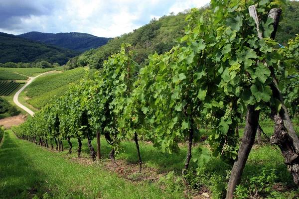 Vineyard in Alsace - France, Vosges