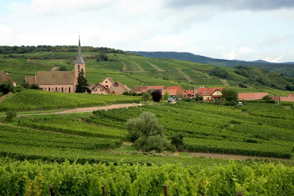 Виноградники в Ельзас - Франції — стокове фото