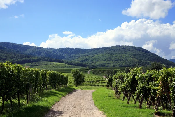 Vineyard in Alsace - France — Stock Photo, Image