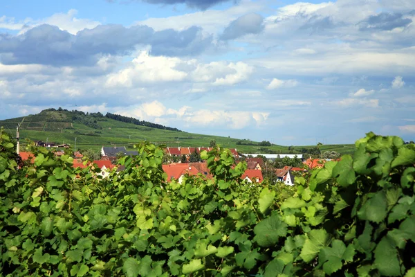 Wijngaard in Elzas - Frankrijk — Stockfoto