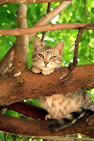 Malá kočka na stromě — Stock fotografie