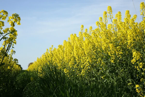 stock image Rape, Poland