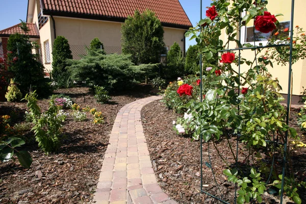 Rote Rose im heimischen Garten — Stockfoto