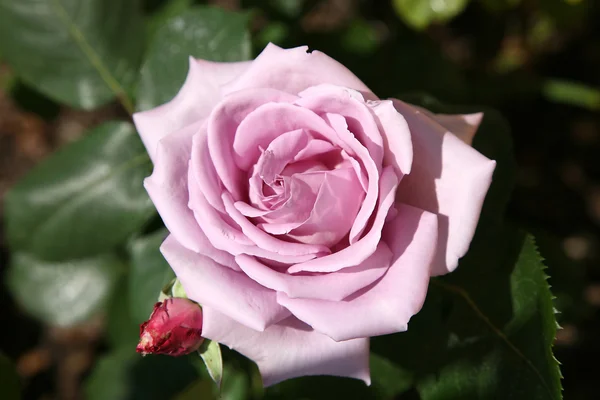 Purple rose — Stok Foto