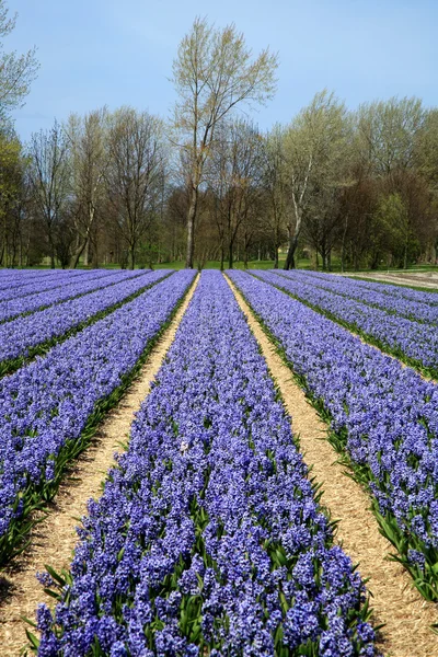 stock image Field full of hyacinths.