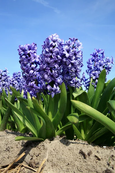 ヒヤシンスですか。クローズ アップ。春の花. — ストック写真