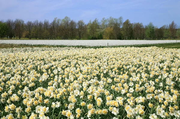 Field of spring flowers. — Stock Photo, Image