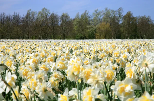 봄 꽃 밭. — 스톡 사진