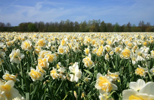 Campo de flores de primavera . —  Fotos de Stock