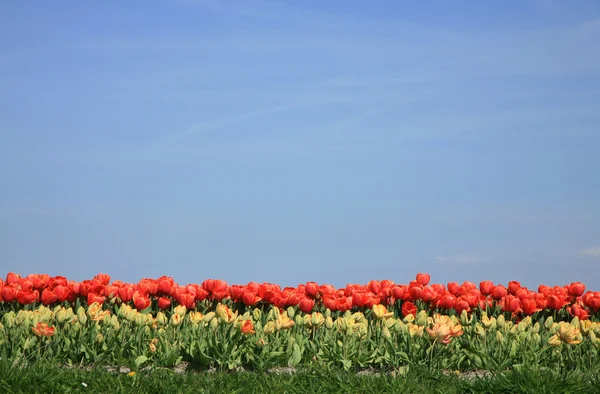 Lentebloemen in Nederland — Stockfoto