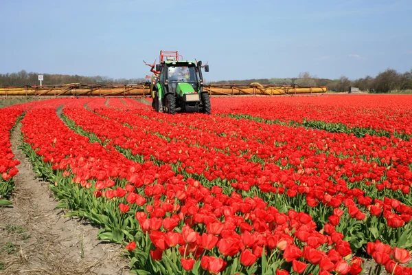 Tulpen boerderij in Nederland. — Stockfoto