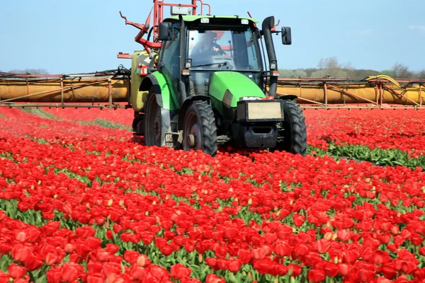 Tulipány farmu v Nizozemsku. — Stock fotografie