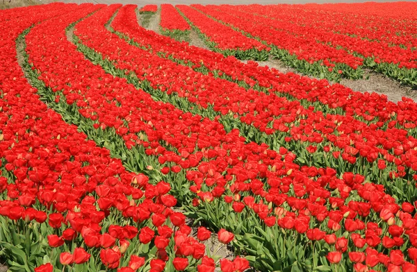 Nederlandse land? rode tulpen, Nederland — Stockfoto