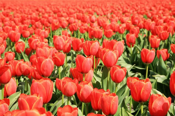 Dutch country – red tulips, Netherlands — Stock Photo, Image