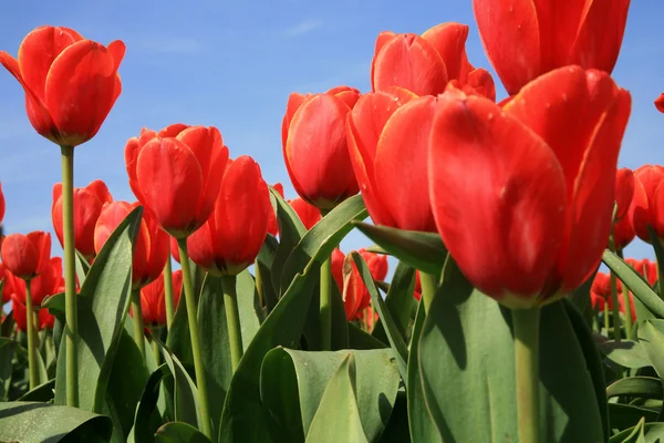 Red tulips – Dutch country — Stock Photo, Image