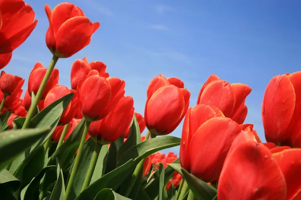 Красные тюльпаны - Голландия — стоковое фото