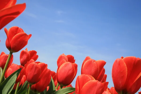 Rote Tulpen - holländisch — Stockfoto