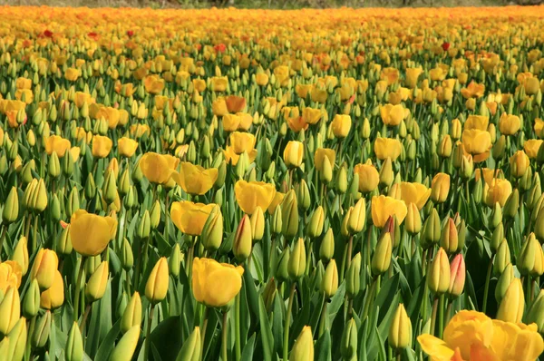 Holandská země žluté tulipány, Nizozemsko — Stock fotografie