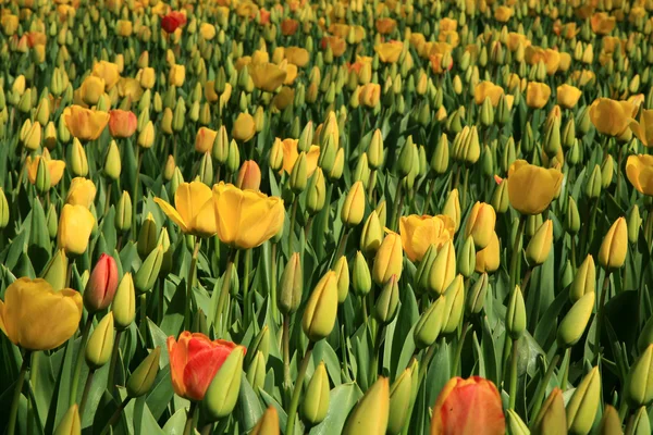 Holandská země žluté tulipány, Nizozemsko — Stock fotografie