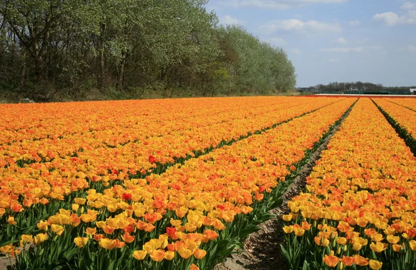 Holenderski kraj żółte tulipany, Holandia — Zdjęcie stockowe
