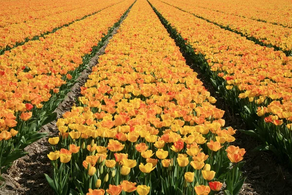 Paese olandese tulipani gialli, Paesi Bassi — Foto Stock