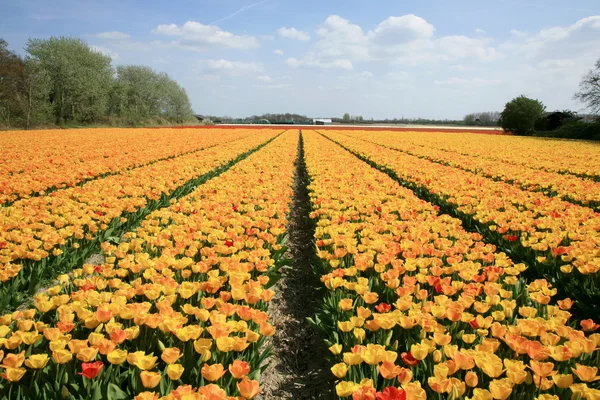Países Bajos tulipanes amarillos, Países Bajos —  Fotos de Stock