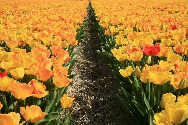Holländisches Land gelbe Tulpen, Niederlande — Stockfoto