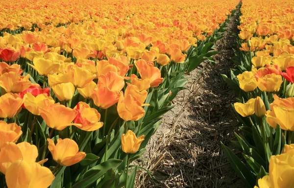 オランダ オランダ国黄色いチューリップ — ストック写真