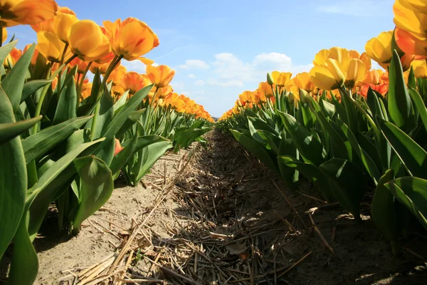 Nederlandse land gele tulpen, Nederland — Stockfoto