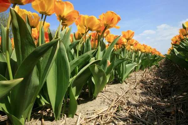 Nederlandse land gele tulpen, Nederland — Stockfoto