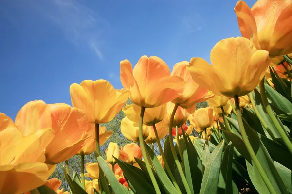 Červené tulipány? Holandská země — Stock fotografie