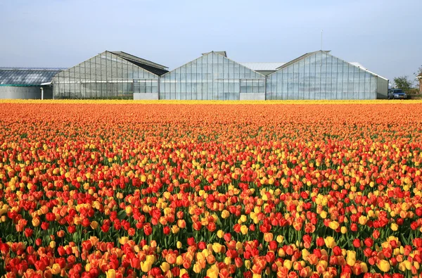 Lentebloemen - Nederland — Stockfoto