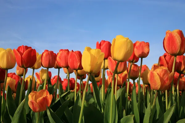 Frühlingsblumen in den Niederlanden — Stockfoto