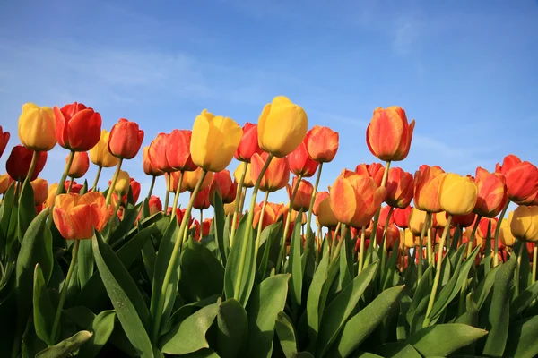 네덜란드의 봄 꽃 — 스톡 사진