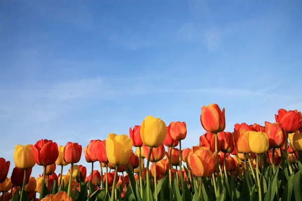 オランダでの春の花 — ストック写真