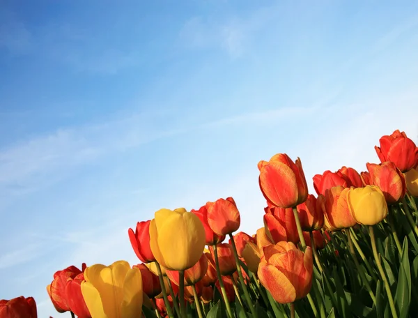 Весняні квіти в Нідерландах — стокове фото