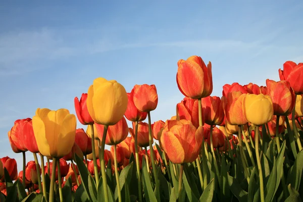 Flores da primavera em Países Baixos — Fotografia de Stock