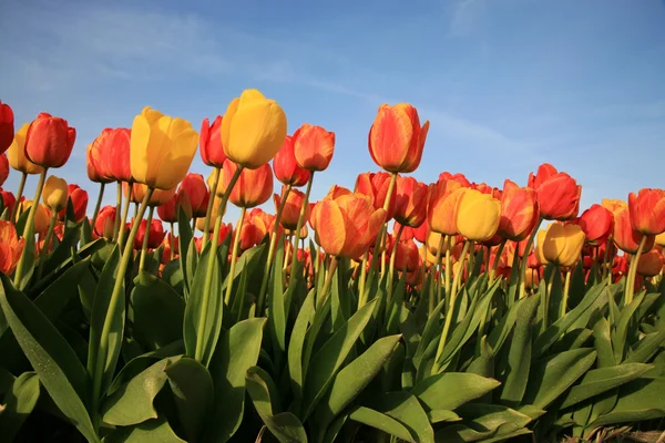 Frühlingsblumen in den Niederlanden — Stockfoto
