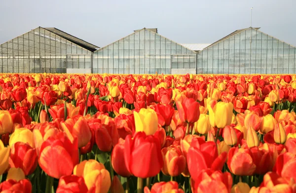 Bahar çiçekleri - Hollanda — Stok fotoğraf