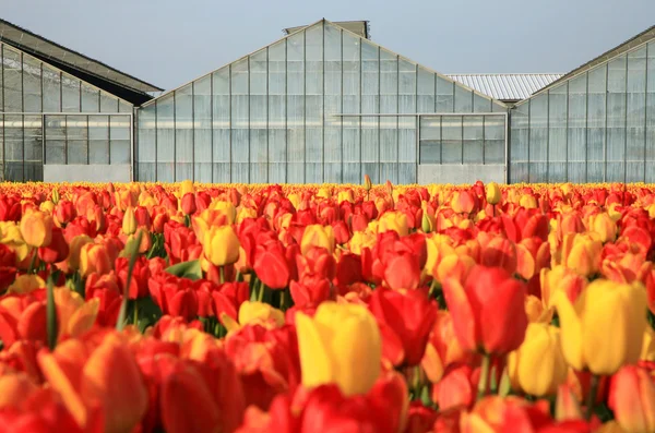 Wiosenne kwiaty - Holandia — Zdjęcie stockowe