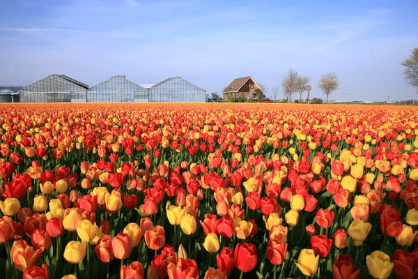 Весенние цветы - Нидерланды — стоковое фото